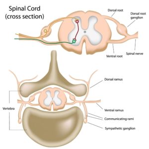 Lumbar Sympathetic Block