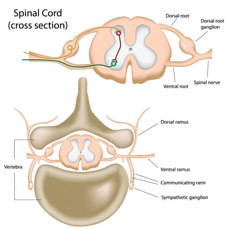 Lumbar Sympathetic Block