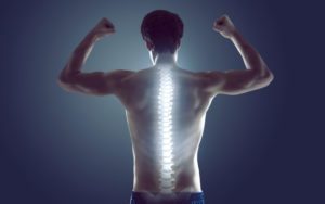 spine